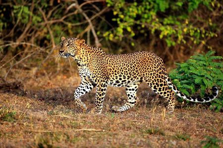 Half Day Safari at Yala National Park with Lunch