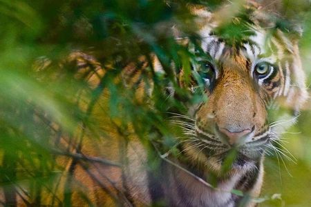 5 Days Golden Triangle Tour and Ranthambore Wildlife Safari 