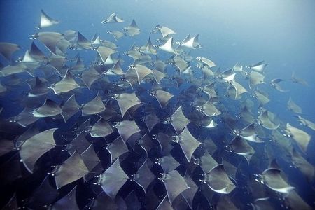 2 Tank Dive - Certified Divers (Santa Maria Bay & Chileno Bay)