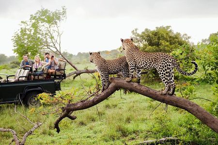 Half Day Safari at Yala National Park From Yala / Tissamaharama