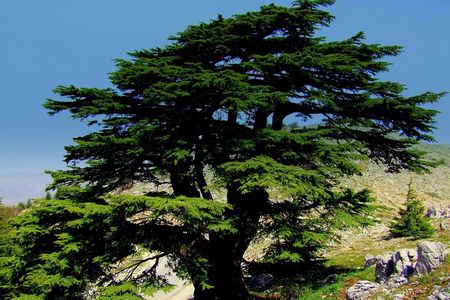 Discover the Hidden Gems: Qadisha, Bcharee, Cedars and Kozhaya