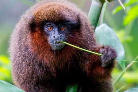 Manu Jungle Tour (4 Days)