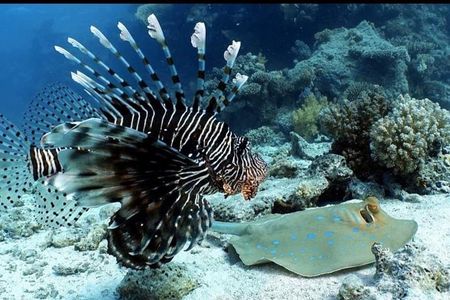 Aquatic Wonderland: Discover Meso's Magic" 