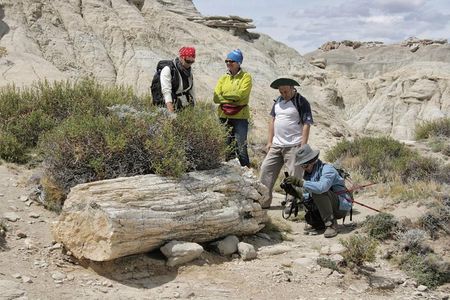 El Calafate: Day Trip to the spectacular Petrified Forest La Leona