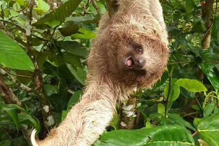 Excellent Wildlife Tour in Bijagua de Upala
