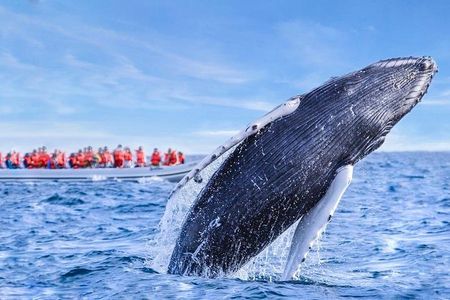 Whale Watching