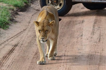 3 Days Serengeti & Ngorongoro Tour