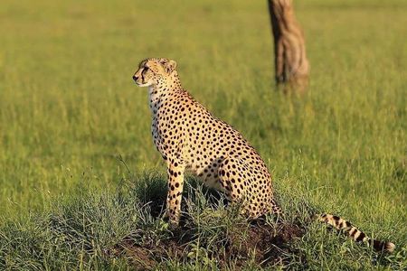3 days Tarangire, Lake Manyara and Ngorongoro