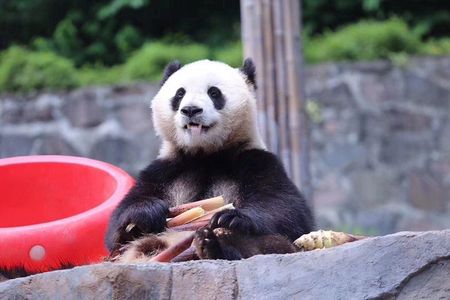 One Day Trip to Chengdu Panda Base & Hanglongxi Ancient Town