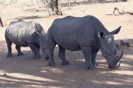 Game Drive and Rhino Walk