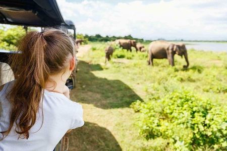 Half Day Minneriya National Park Safari from Sigiriya