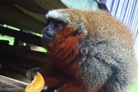 Monkey Island, Amazon River & Native Aquatic Species - All tickets included