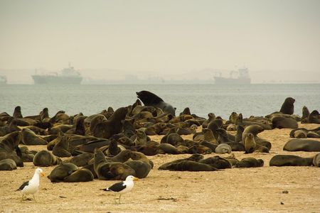 Sandwich Harbour & Pelican Point Full Day Tour