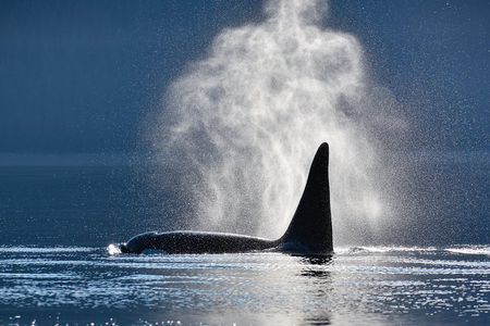 Narrated Whale Watching Cruise with Glacier View Stop