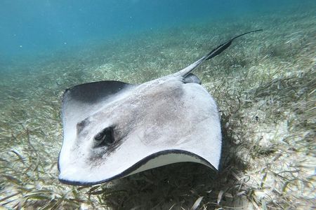 Second largest Barrier Reef Adventure