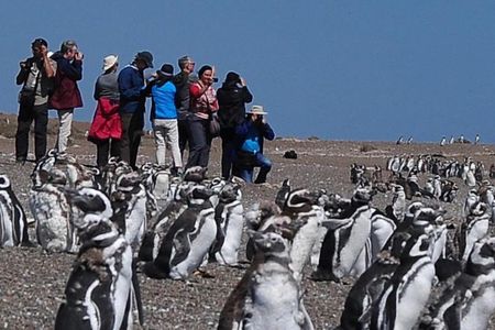 Puerto Madryn: VALDÉS PENINSULA with visit to the Magellanic penguin colony