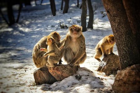 Excursion From Fez to the Middle Atlas Mountains