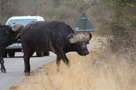 5 Day Kruger Park Budget Safari