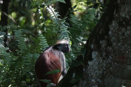 Half-Day Private Jozani Chwaka Bay Forest Tour in Zanzibar