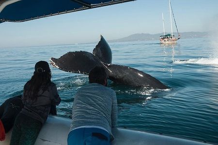 Whale and Dolphin Watching with a Biologist in Puerto Vallarta