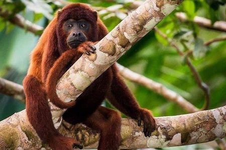 Sandoval lake and Tambopata national reserve