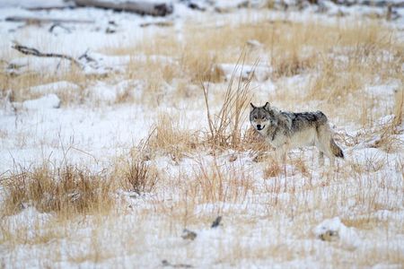Yellowstone Wolf Watching and Wildlife Safari