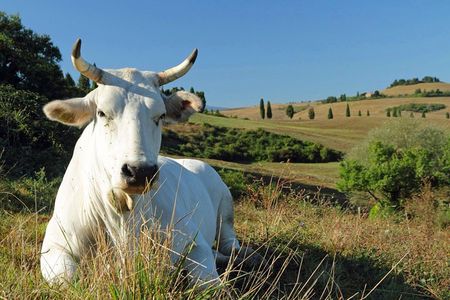 Chianina cattle Tour 