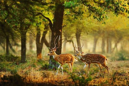 Full Day Wilpaththu National Park Safari (All Inclusive)