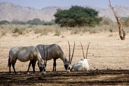 HALF-Day Wildlife Tour Through Souss Massa from Agadir