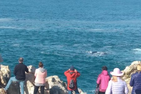 From Cape Town :Cape Agulhas &Whale Watching Tour in Hermanus 