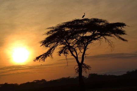 6 Days Amboseli, Lake Nakuru and Masai Mara