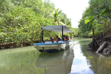 Costa Rica Mangrove Monkey Tour