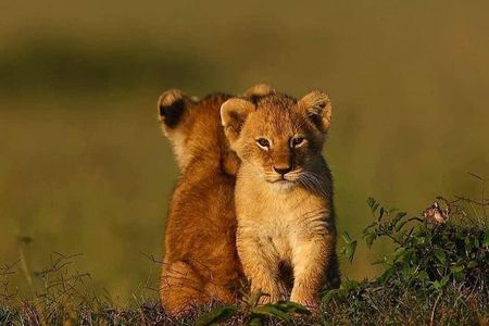 Ngorongoro Adventures in a day