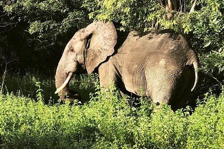 Mole National Park Elephant Safari with Round - Trip Flights