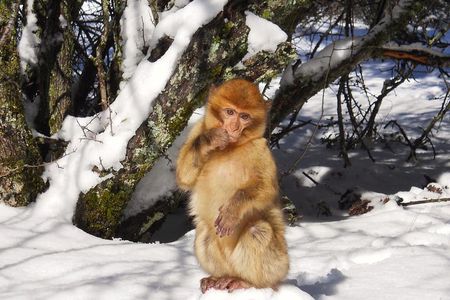 Atlas Mountains, Morocco: Ifrane, Azrou, Monkey Forest, Full Day Tour from Fez