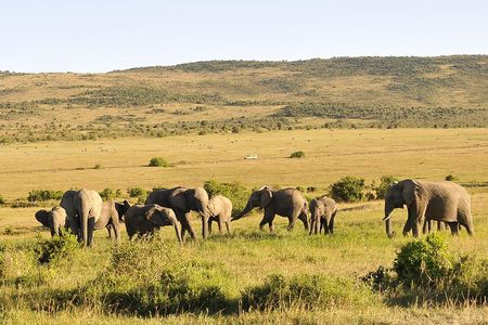 3 Day 2 Nights Maasai Mara Safari 