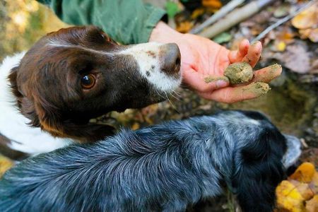Luck and Patience: truffle hunting in Tuscany