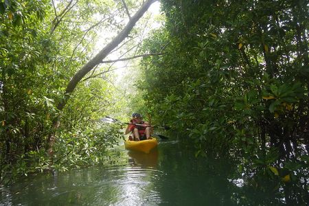 Mangrove Kayaking Adventure in Singapore