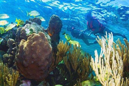 Puerto Morelos Reef Snorkeling Tour with Lunch & Hotel Pickup