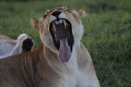 Day Trip to Ngorongoro Crater from Arusha