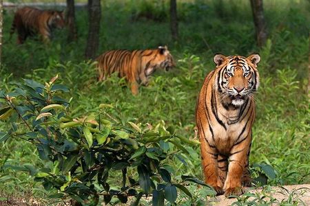 Dive deep into the wild wonders of Sundarban.