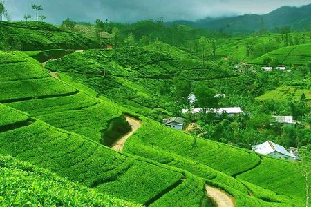 From kandy: Nuwara Eliya Private Day tour with Ambuluwawa Tower