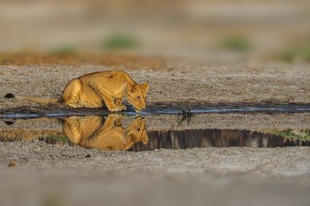 4-Day Serengeti, Olduvai Gorge and Ngorongoro Safari from Mwanza to Arusha