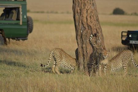 5 Days Highlights of Kenya