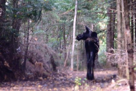 4-Day Canadian Camping Road Trip ("Moose On The Loose")