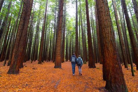 Redwood Forest , Blue Springs & Huka Falls Day Tour from Auckland