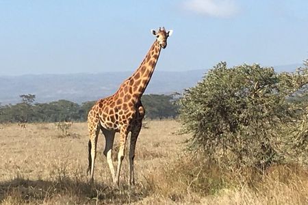 7 Days Adventurous Maasai Mara – Naivasha – Nakuru – Amboseli