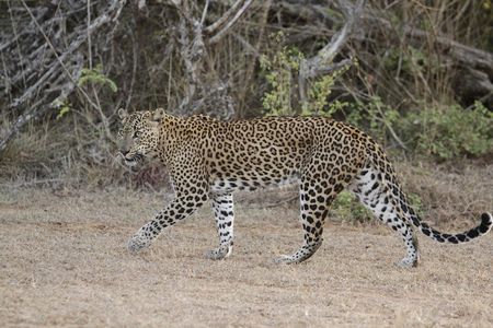 Yala Safari Jeep tour with Abraham Travel