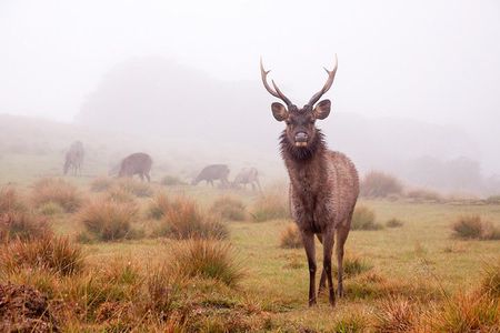 Horton Plains Day Tour with Short Train Journey from Ella