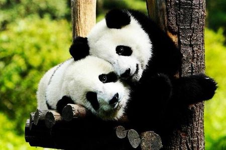 Private Zhujiajiao Water Town Tour with Shanghai Zoo and Panda